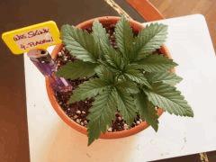 Cro+17 Skunk4