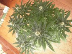 WSS Skunk J 67 F 19