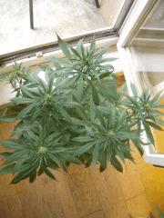 Wss Skunk J+62 F+14