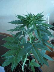 Photo 060