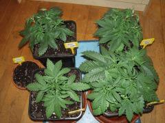 Skunk J+27