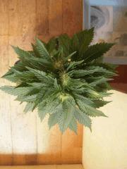 Wss Skunk J+62 F+14