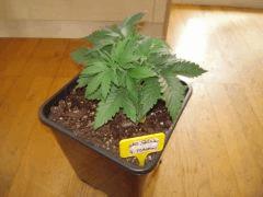 Skunk J+25