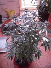 WSS Skunk J 67 F 19