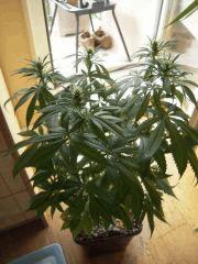 Wss Skunk J+62 F+14