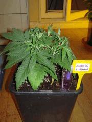 Skunk J+27