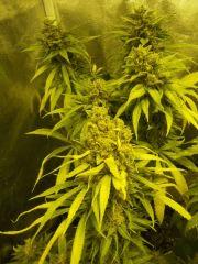 Skunk Bio avec Apex conservé