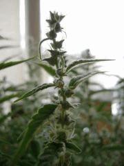 Photo 007