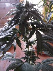 WSS Skunk J 67 F 19