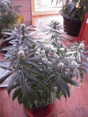 WSS Skunk J 67 F 19