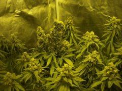 Wss skunks + Caramélice Cro 48 Flo 45