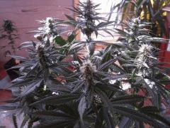 WSS Skunk J 67 F 19