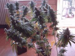Skunk J+106 F+58