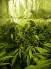 Caramélice Fasciation Cro+15/20 Flo+42