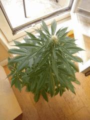 Wss Skunk J+62 F+14