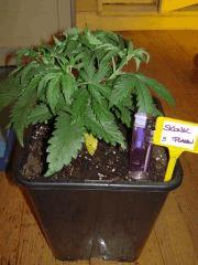 Skunk J+27
