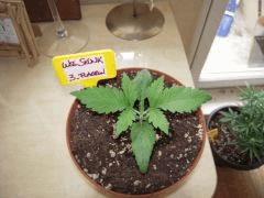 Wss Skunk Cro+10
