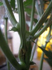 Photo 008