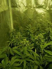 La Famille J+54 Diavolos -  Cro+37 Wss Skunk