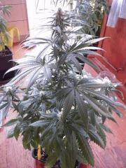 WSS Skunk J 67 F 19