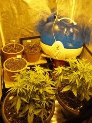 Il Diavolo J+24/Flo+9 et Wss Skunk Cro+5