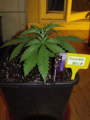 Skunk J+22