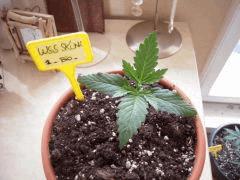 Wss Skunk Cro+10