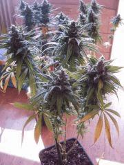 Skunk J+106 F+58