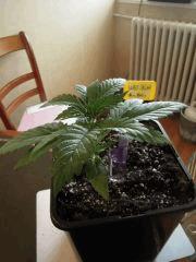 Cro+17 Wss Skunk1