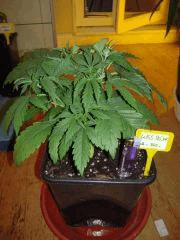 Skunk J+27