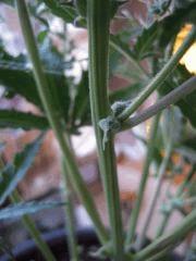Photo 010