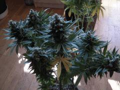 Skunk J+106 F+58