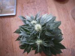 WSS Skunk J 67 F 19