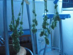 Skunk bio1 Cut
