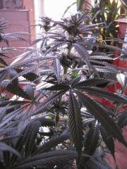 WSS Skunk J 67 F 19