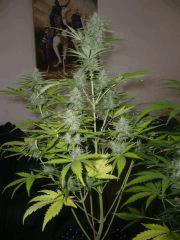 critical +