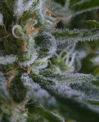 trichomes C+