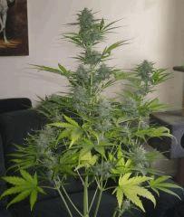 Critical+ auto