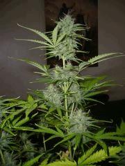 critical +