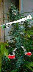 MR weed