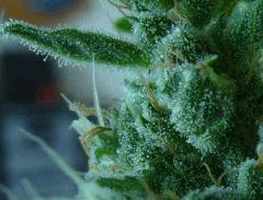 trichomes bd#2