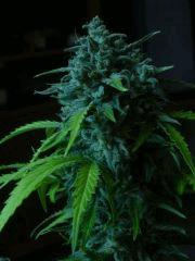 macro