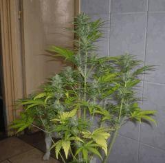 C +