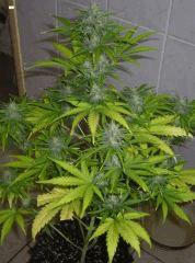 critical+ auto