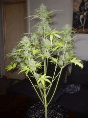 critical+