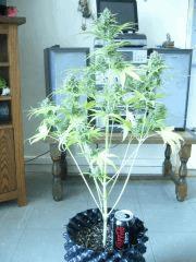 Critical +
