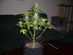 bd#2 pot 6L