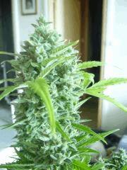 Cut 2 bd#2