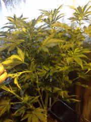 Dinachem hydro profil