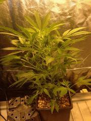 Moby dick#1 (retardataire)